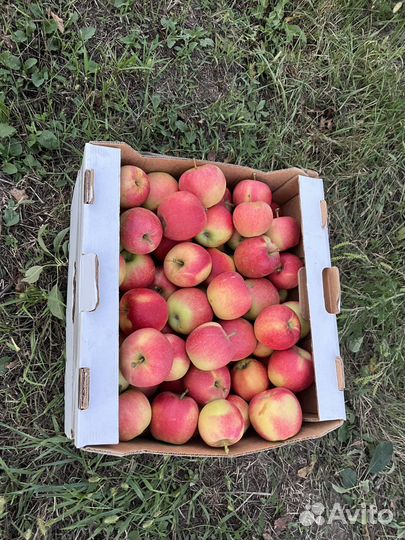 Яблоки Пастила Чипсы