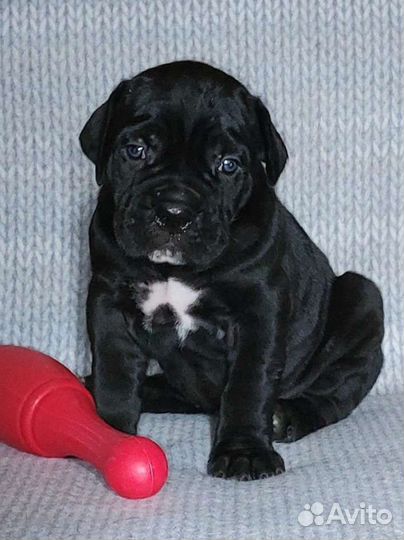 Щенки Кане Корсо