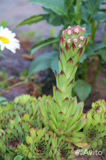 Цветы для сада