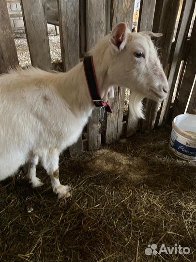 Зааненская коза