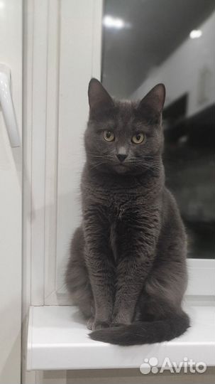 Кошка Ева