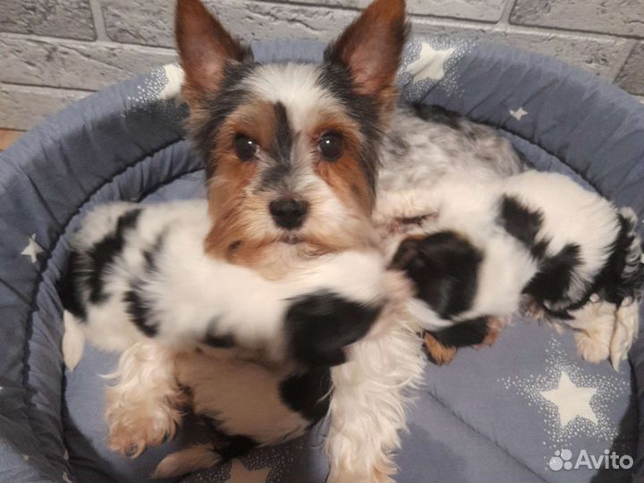 Щенки бивер йорка