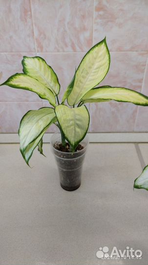 Диффенбахия камилла