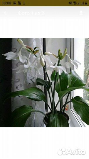 Эухарис амазонская лилия