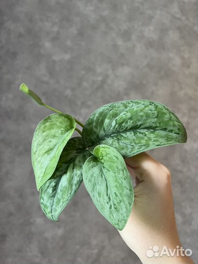 Сциндапсус сп