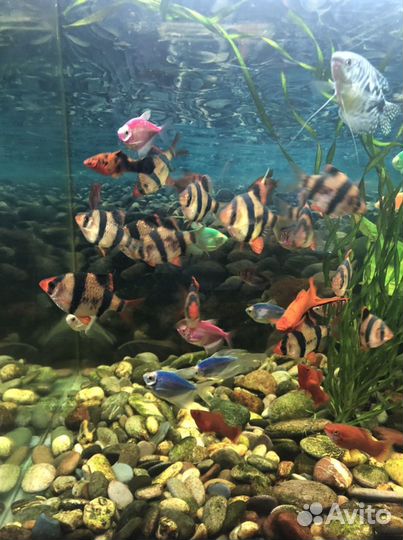 Аквариумные рыбки