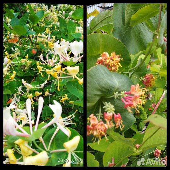 Декабрист саженцы