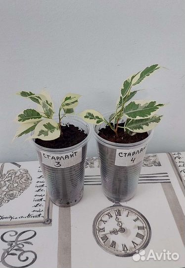 Фикусы Экзотика, Ретуза Грин, Кинки, Нина и другие