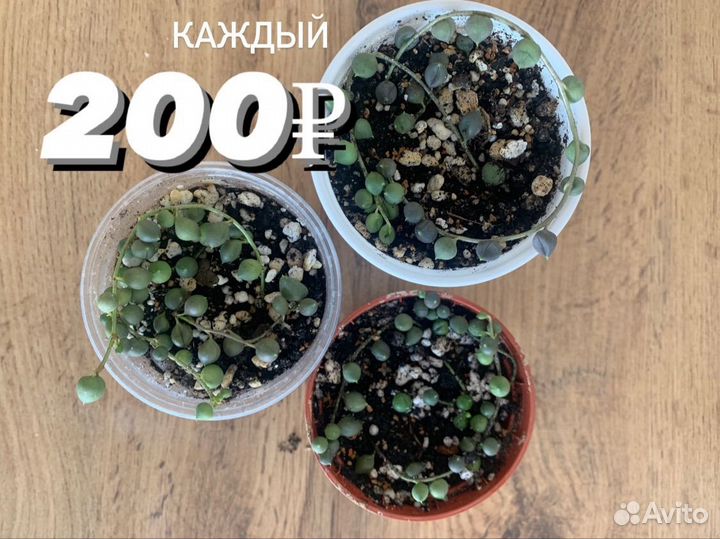 Крестовник роули