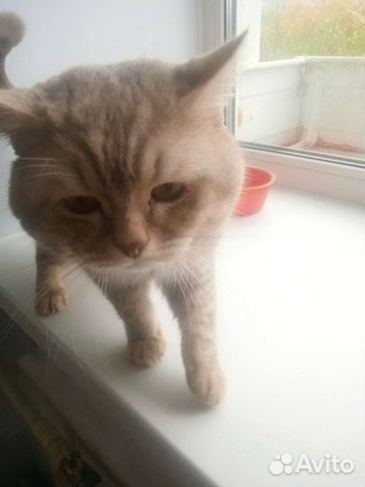 Котята шотланские