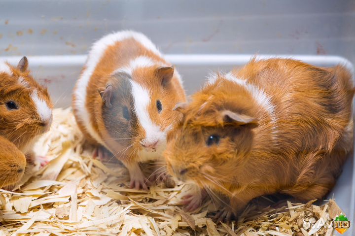 Морская свинка бесплатно