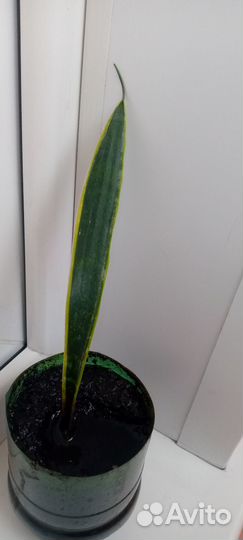 Сансеверия комнатный цветок тёщин язык