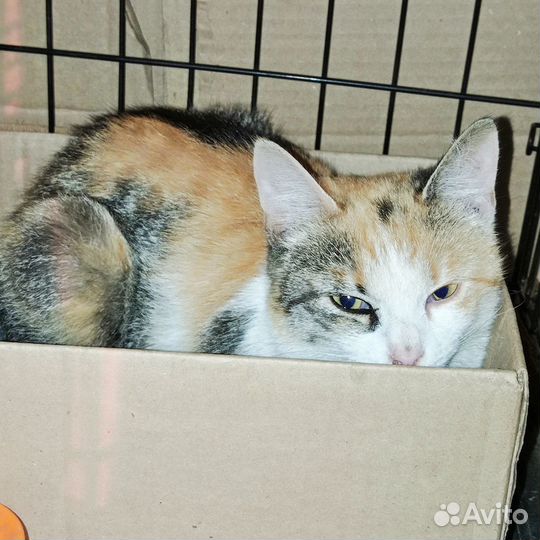 Кошка трехцветка