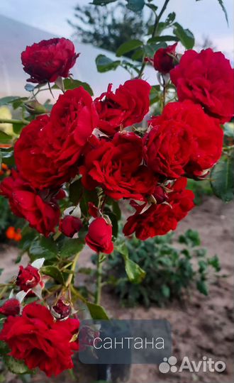 Саженцы Роз