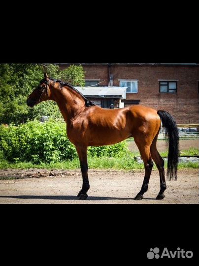 Ганноверский жеребец на случку