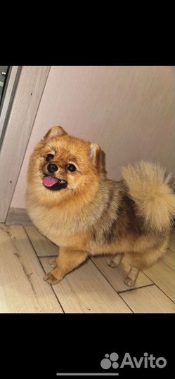 Померанский шпиц