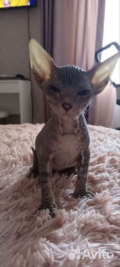 Донской сфинкс котята