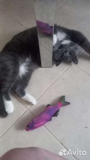 Рыбка игрушка для котов с мятой