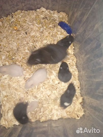 Продам Хомяков