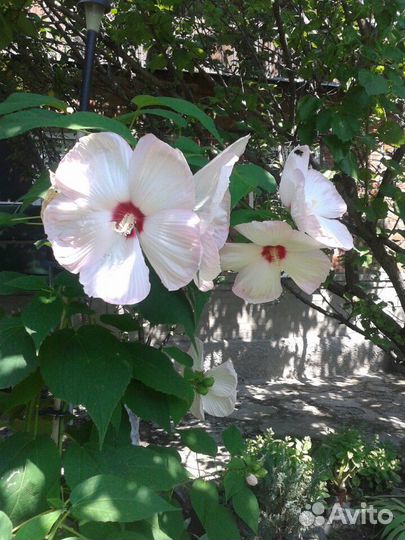 Гибискус семена