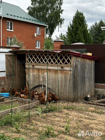 Курятник