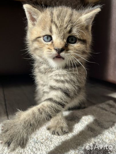 Британский котенок