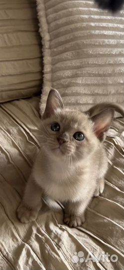 Бурманские котята