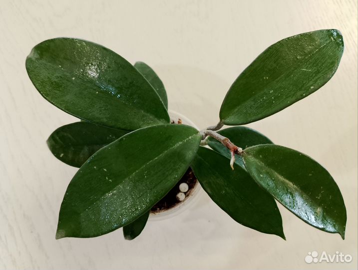 Декоративно лиственные комнатные растения