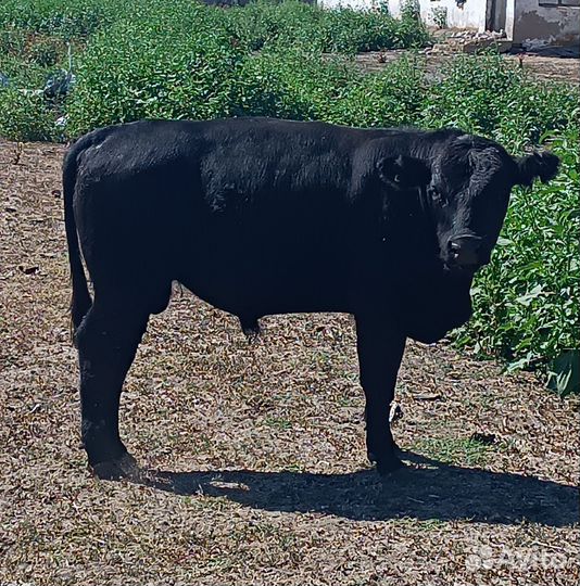 Абердин ангус бычки на племя
