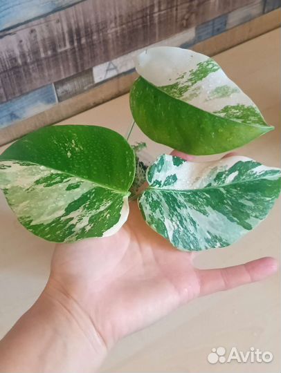 Монстера Альба