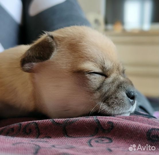 Щенки чихуахуа