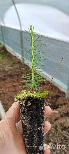 Саженцы ели европейской зкс от производителя