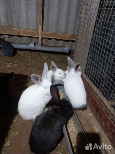 Калифорнийские кролики