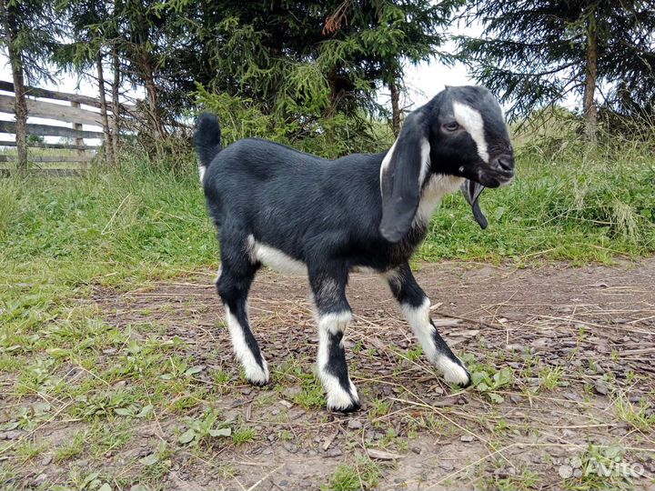 Нубийский козлик