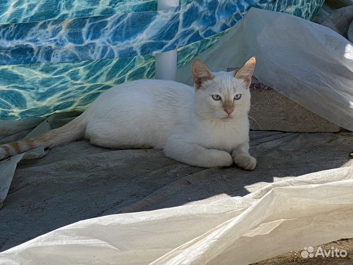 Котята 3 месяца