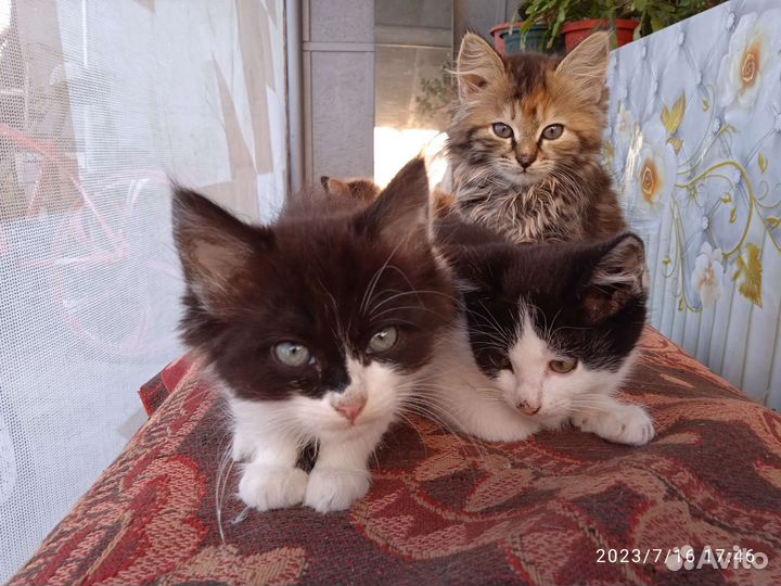 Котята и крыса