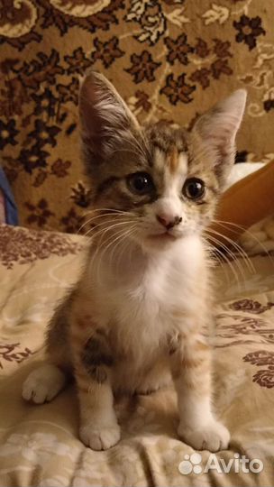 Котята в добрые руки. Девочки, возраст 3 меяца