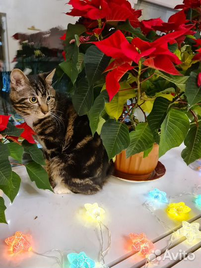 Курильский Бобтейл девочка 2 мес