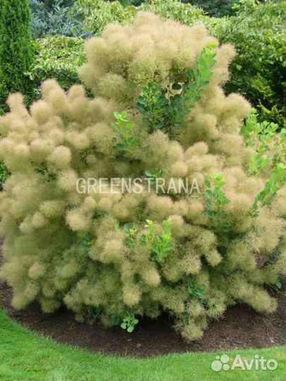 Саженцы Скумпия кожевенная Young Lady