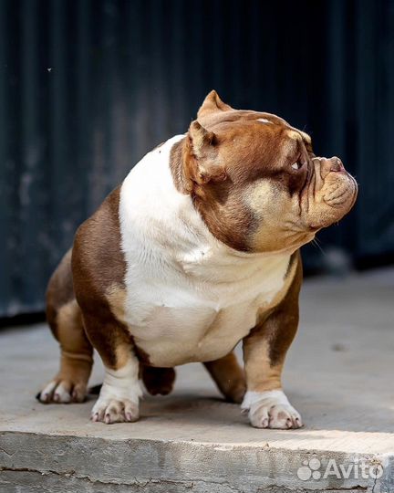 Американский булли вязка