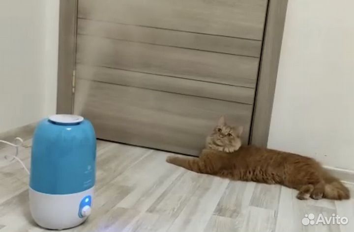 Увлажнитель воздуха royal clima