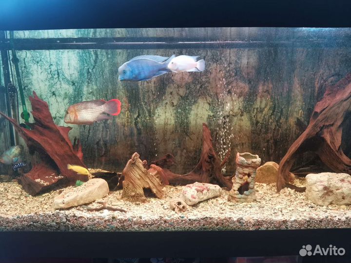 Аквариум с тумбой на 500 л