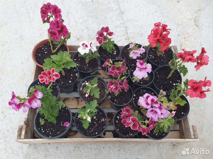 Королевская пеларгония