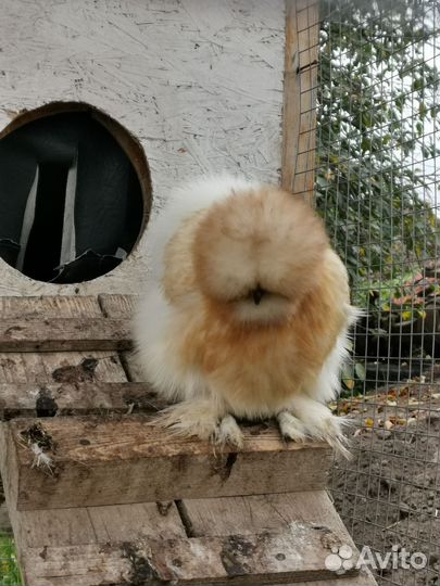 Китайские шелковые куры ия