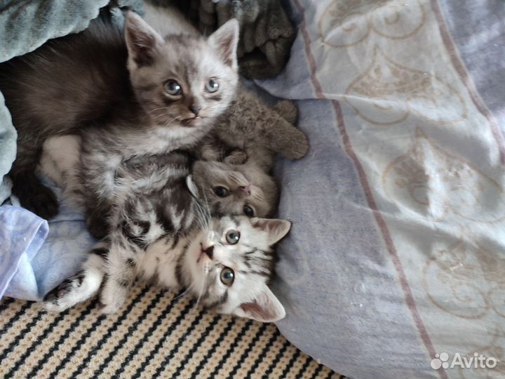 Кошки в добрые руки породистые