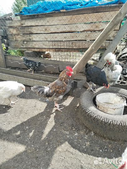 Петухи