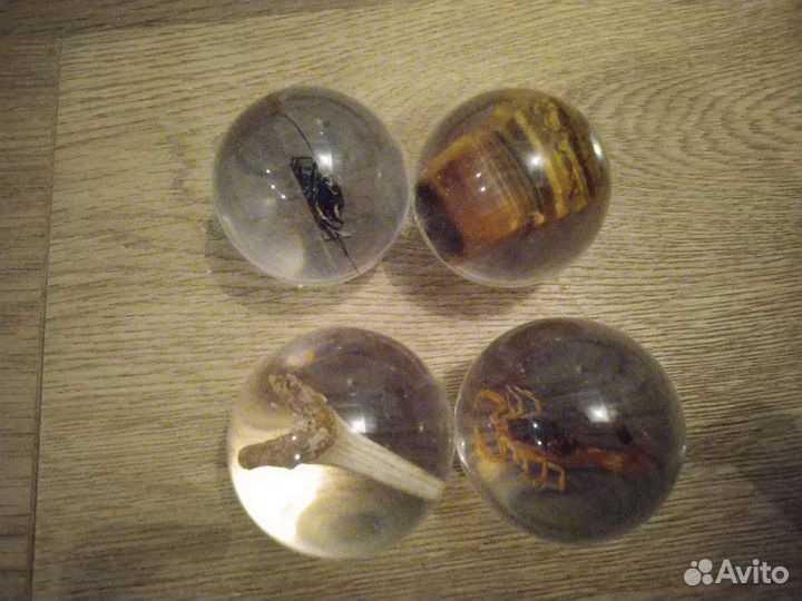 Насекомые и их знакомые