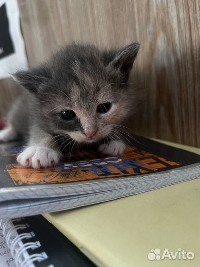 Котята в добрые руки 1 месяц