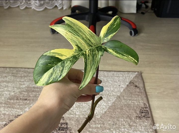 Филодендрон Магическая маска