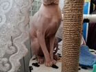 Котик донской сфинкс (браш) объявление продам